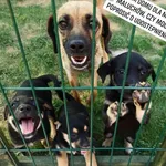 Pies do adopcji, Pionki, 8 lipca 2019