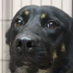Pies do adopcji, Pionki, 12 marca 2019