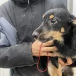 Znaleziono psa, Oborniki, 21 grudnia 2023