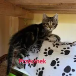 Kot do adopcji, Pionki, 15 lipca 2023