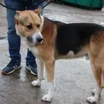 Pies do adopcji, Oborniki, 9 grudnia 2023
