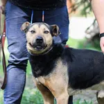 Pies do adopcji, gmina Platerówka, 22 kwietnia 2019