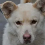 Pies do adopcji, Nowy Dwór Mazowiecki, 30 grudnia 2023