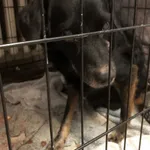 Pies do adopcji, Zielona Góra, 31 grudnia 2023