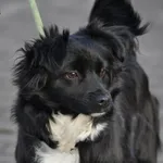 Pies do adopcji, Nowy Dwór Mazowiecki, 31 grudnia 2023