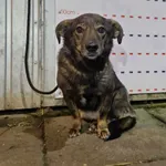 Pies do adopcji, Racławice, 31 grudnia 2023