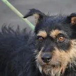 Pies do adopcji, Nowy Dwór Mazowiecki, 31 grudnia 2023
