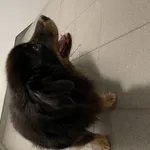 W wieczór sylwestrowy przyszedł na klatkę schodową przy Maksa Bauma bardzo sympatyczny piesek o krótkich nóżkach i długiej sierści. Miał na szyi starą obrożę.