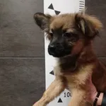 Przyjęty: 2024-01-01 Gmina: Chęciny Płeć: Suka Opis: mieszaniec, brąz