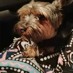 Łódź ul. Maratońska/Wróblewskiego znaleziono psa w typie yorka.