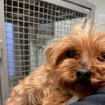 SUCZKA Z INTERWENCJI 30.12.2023