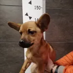 Przyjęty: 2024-01-01 Gmina: Chęciny Płeć: Suka Opis: mieszaniec, brąz