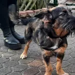 Znaleziono psa, Toruń, 30 grudnia 2023