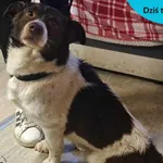 Znaleziono psa, Dąbrówka, 30 grudnia 2023
