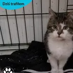 Znaleziono kota, Dąbrówka, 28 grudnia 2023