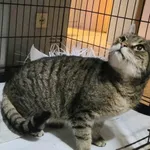 Znaleziono kota, Toruń, 29 listopada 2023