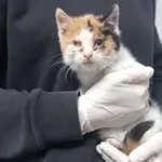 Znaleziono kota, Toruń, 31 grudnia 2023
