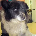 PIES Z INTERWENCJI 02.01.2023