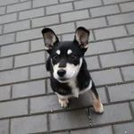 Pies do adopcji, Częstochowa, 28 listopada 2023