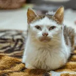 Kot do adopcji, Radom, 18 lutego 2024