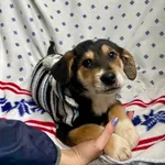 Rudi - maluszek bez mamy w schronisku