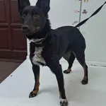 Pies przywieziony z terenu gminy Piekary Śląskie