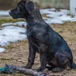 Pies do adopcji, Sopot, 4 stycznia 2024