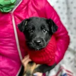 Roy - wesoły maluch SZCZENIAK szuka domu!