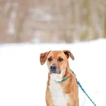 Pies do adopcji, Elbląg, 9 grudnia 2023