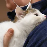Kot do adopcji, Tychy, 3 grudnia 2023