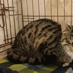 Znaleziono kota, Toruń, 2 stycznia 2024