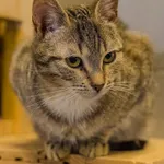 Kot do adopcji, Sopot, 4 stycznia 2024