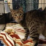 Kocurek poz. 24/004/K