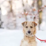 Pies do adopcji, Elbląg, 30 listopada 2023