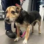 Znaleziono psa, Bydgoszcz, 29 grudnia 2023