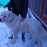Znaleziono psa, Dąbrówka, 6 stycznia 2024