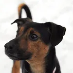 Pies do adopcji, Olsztyn, 23 grudnia 2023