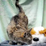 Znaleziono kota, Sosnowiec, 5 stycznia 2024