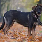 Znaleziono psa, Toruń, 29 października 2023