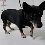 Knurów 616093902523178 mieszaniec czarna podpalana z białym suka 15/2024