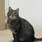 Kot do adopcji, Olsztyn, 18 grudnia 2023