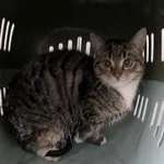 Nr: 12/2024 - Kot z Świdnica Miasto