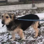 Chuck (5802), Samiec