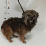 Czubaka - Pies przywieziony z terenu gminy Piekary Śląskie