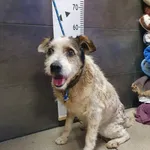 Przyjęty: 2024-01-08 Gmina: Zator Płeć: Pies Opis: mieszaniec, tricolor