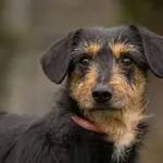 Pies do adopcji, Bełchatów, 22 listopada 2023