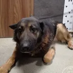 Przyjęty: 2024-01-08 Gmina: Jeleśnia Płeć: Pies Opis: owczarek niemiecki, czarne-podpalane