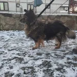Znaleziono psa, Młodolino, 8 stycznia 2024