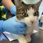 Nr: 13/2024 - Kot z Świebodzice Miasto