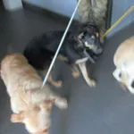 Psy odnalezione w dniu 09.01.2024 r. przy ul. Kaplicznej.